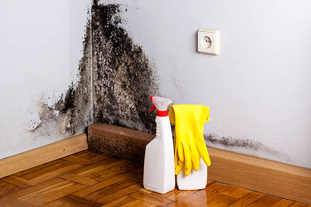 Biohazard Mold Removal in Lindsay, CA